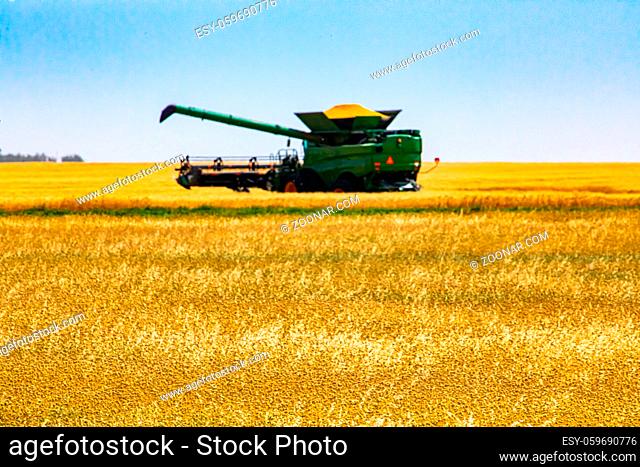 A selective focus view with a blurry combine harvester collecting wheat from a golden crop field, endless crops during harvest season on farm