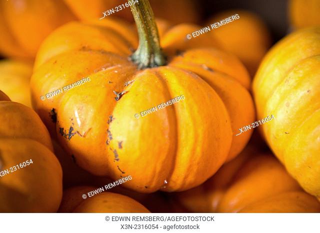 Close-up of a small pumpkin in Fallston, Maryland, USA