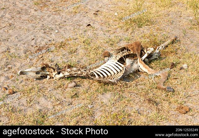 Carcass of a donkey in Botswana - Concept of starvation