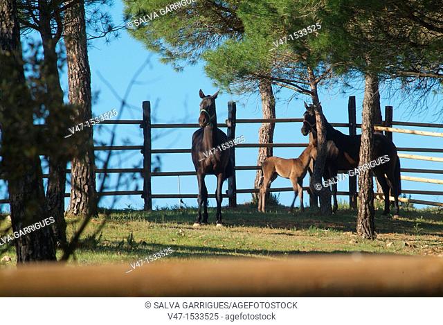 Race horses, Villagordo del Jucar, Castilla-La Mancha, Spain, Europe