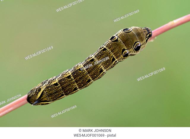Caterpillar of Elephant hawkmoth on a twig