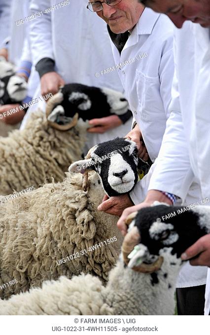 Showing swaledale sheep at the Royal Highland Show, Edinburgh, Scotland. (Photo by: Wayne Hutchinson/Farm Images/UIG)