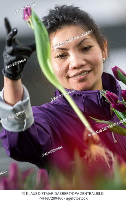 Desirie, an employee at the flower company Tulpina, picks fresh tulips in Schoenebeck in Brandenburg, Germany, 17 January 2017