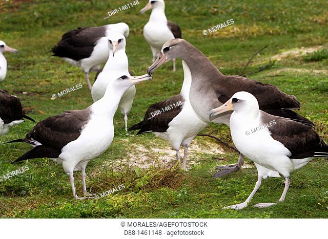 Laysan Albatross (Phoebastria immutabilis) crossed with Black-footed Albatross (Phoebastria nigripes), Sand Island, Midway Atoll National Wildlife Refuge