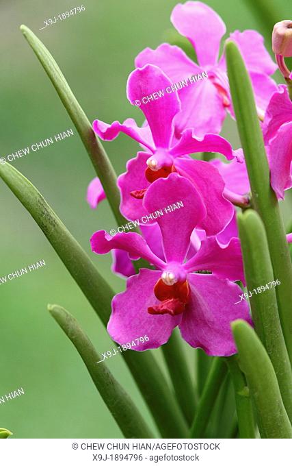 Orchid, Calypso Mokara Orchid Hot Pink Flower