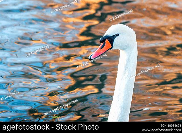 Headshot of a white swan in a lake sunrise with reflection in the water