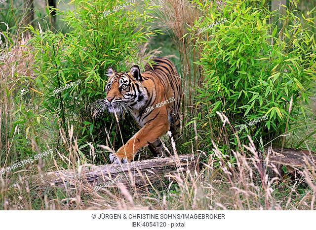 Siberian Tiger (Panthera tigris altaica), adult, stalking, native to Asia, captive, England, United Kingdom