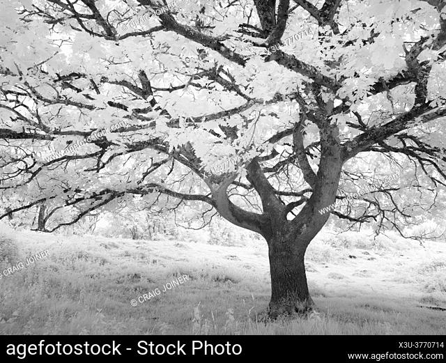 An infrared image of the foliage on an oak tree in summer