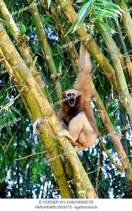 India, Tripura state, Gumti wildlife sanctuary, Western hoolock gibbon (Hoolock hoolock), adult female howling