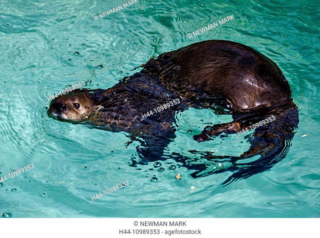 spotted necked otter, otter, lutra maculicollis