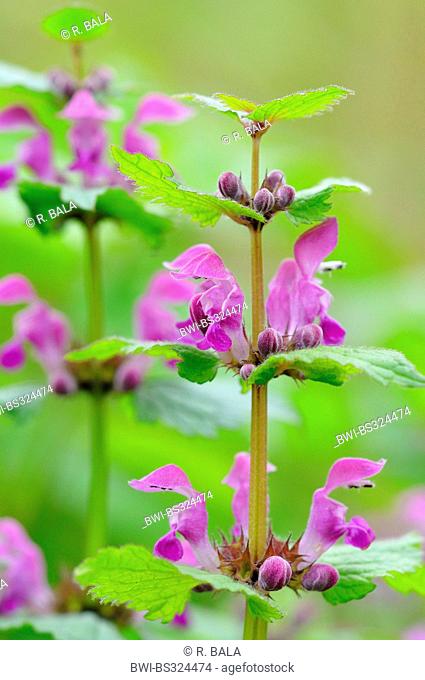 spotted dead-nettle, spotted deadnettle (Lamium maculatum), inflroescence, Germany