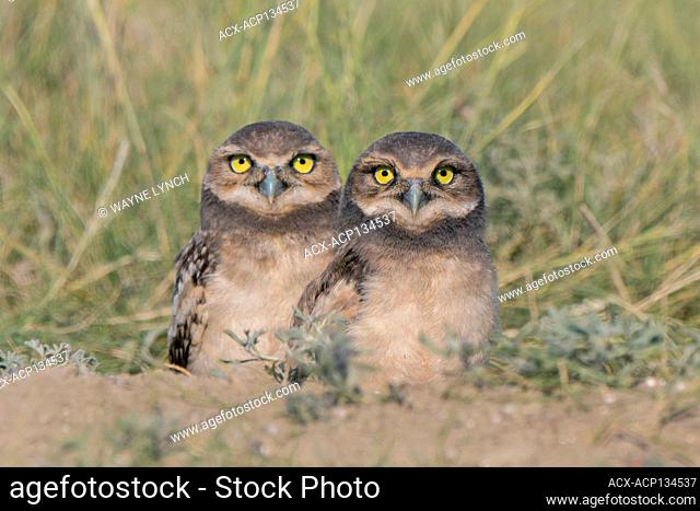 Burrowing owl (Athene cunicularia) chick(s), southern Alberta, Canada