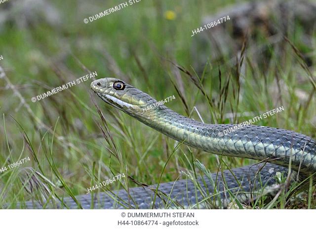 Back-fanged snake, Montpellier snake, Eastern Montpellier snake, Malpolon insignitus fuscus, snake, snakes, reptile, reptiles, portrait, protected, endangered