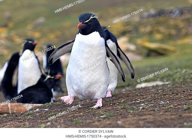 Falkland Islands, Saunders island, Rockery, Rockhopper penguin (Eudyptes chrysocome chrysocome)