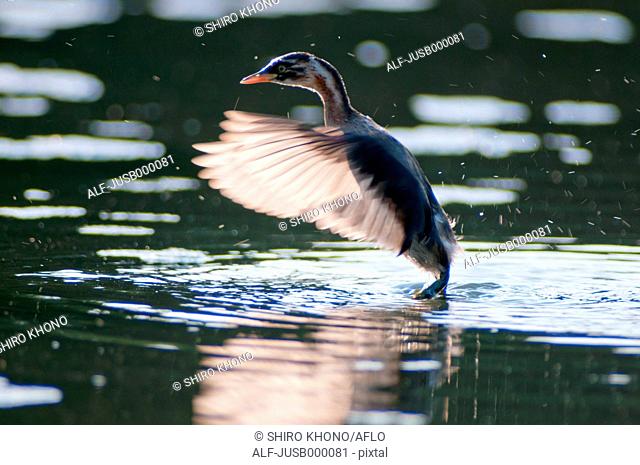 Little Grebe flapping on water