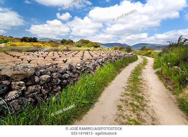 Road on the fields of Cebreros  Ávila  Castilla León  Spain