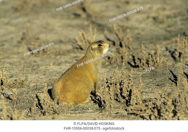 White-tailed Prairie Dog Cynomys leucurus Utah, USA