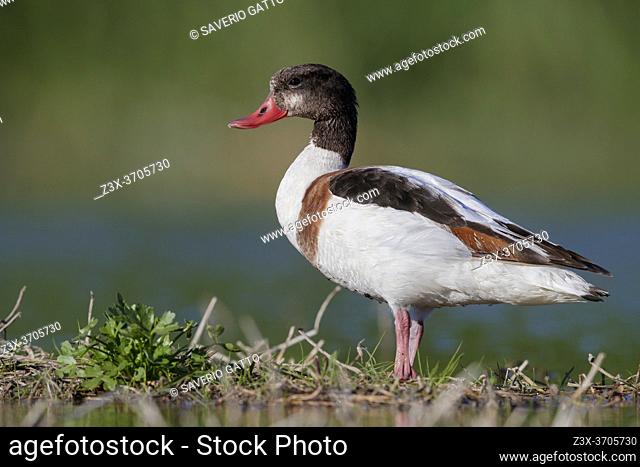 Common Shelduck (Tadorna tadorna), side view of a second cy juvenile standing on the ground, Campania, Italy