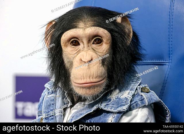 RUSSIA, MOSCOW - DECEMBER 20, 2023: Luna the Chimp is seen at a press conference on the performance of the Russian state circus company (Rosgostsirk) in 2023...
