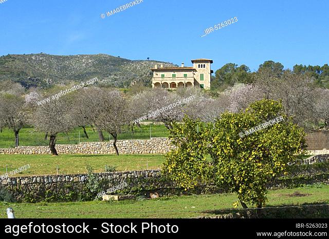 Finca, Almond blossom near Andratx, Majorca, Balearic Islands, Spain, Europe