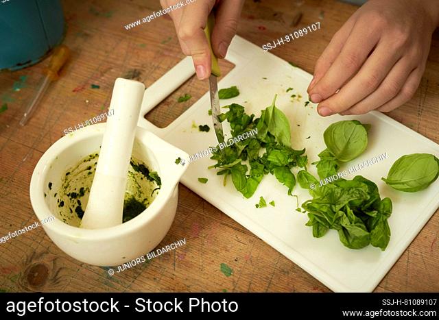 Children investigating food. A boy cuts basil to make herb infused oil. Learning according to the Reggio Pedagogy principle, playful understanding and discovery