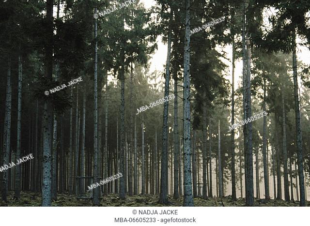 Teutoburg Forest all around Oerlinghausen