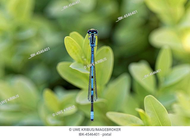 Azure damselfly (Coenagrion puella), supervision, garden, Oelsnitz in the Vogtland, Saxony, Germany