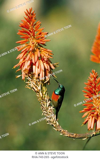 Greater doublecollared sunbird Nectarinia afra, Giant's Castle, South Africa, Africa