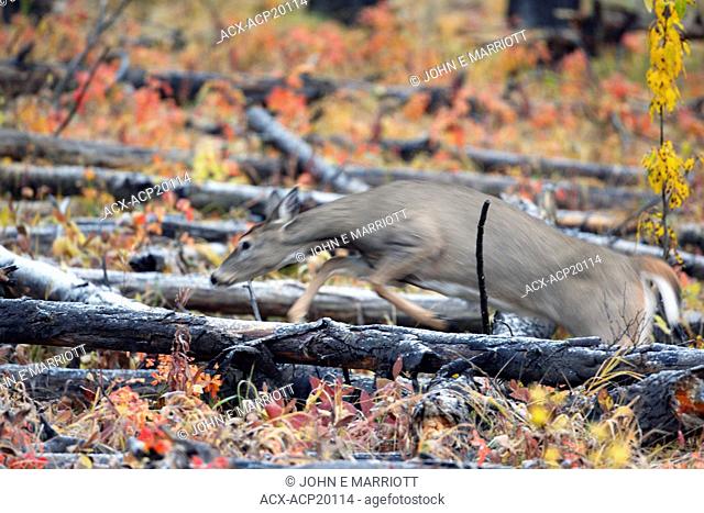 White-tailed deer Odocoileus virginianus jumping over a fallen log in fall colors, Canada