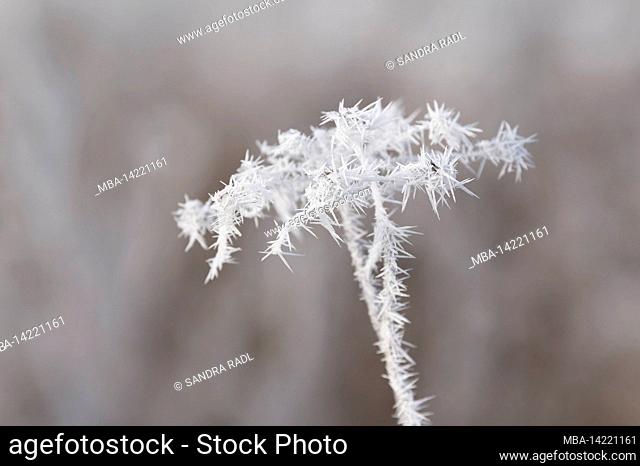 umbel covered with hoarfrost, Germany, Baden-Wuerttemberg