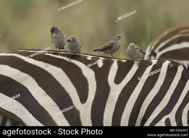 Red-billed oxpecker (Buphagus erythrorhynchus), young birds on zebra back, Massai Mara plains zebra (Equus burchell's zebra (Equus burchelli), Kenya, Africa