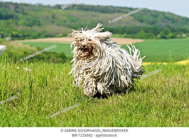 Komondor, Hungarian shepherd dog, running across a meadow