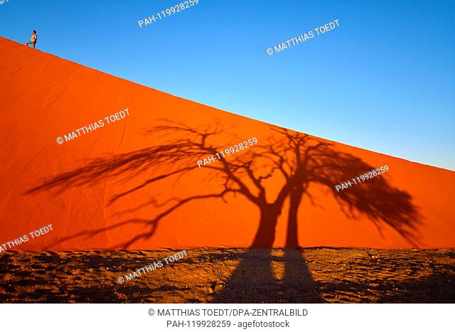 Shortly after sunrise, an acacia casts its shadow over a dune in the Sossusvlei, a tourist takes a rest on his ascent to the Duene, taken on 01.03