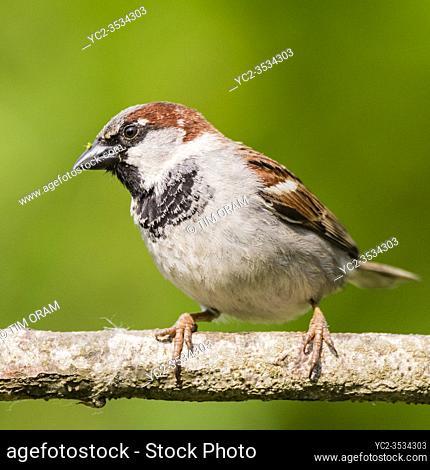 A close up bird portrait of a male house sparrow (passer domesticus) in a uk garden