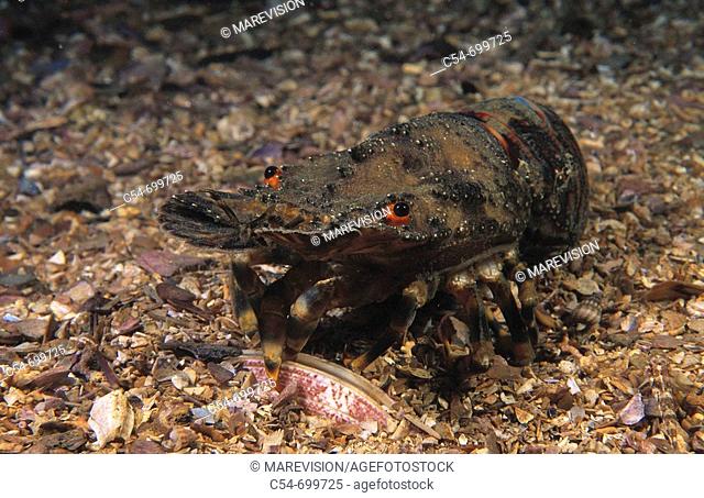 Eastern Atlantic. Galicia. Spain. Little cape town lobster opening clam. Scyllarus arctus. Venerupis rhomboideus