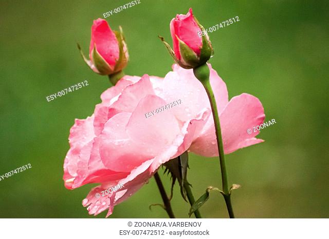 Blooming pink rose blossom with two buds on green