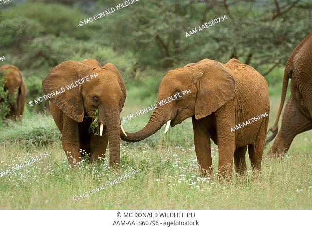 African Elephants touching (Loxodonta africana), Samburu GR/Kenya