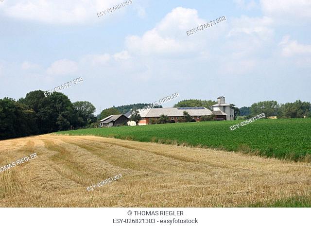 wheat, corn, maize, field, summer, straw, harvest time, harvest
