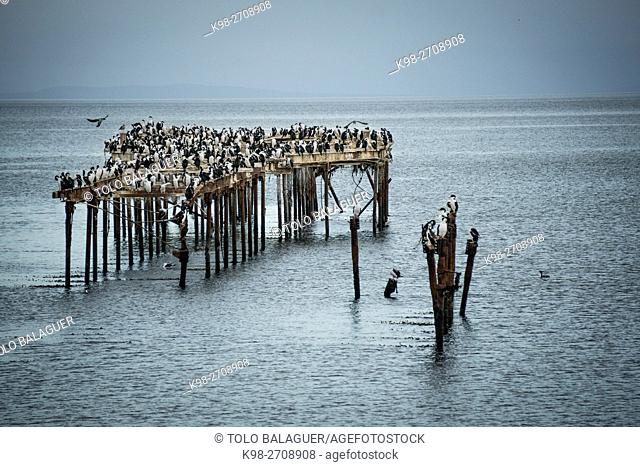 Chile, Patagonia, Sandy Point, Costanera, Punta Arenas, Cormorants (Phalacrocoracidae) perching on ruined pier construction in sea