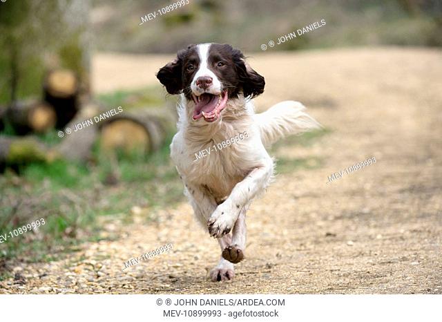 DOG - English springer spaniel running