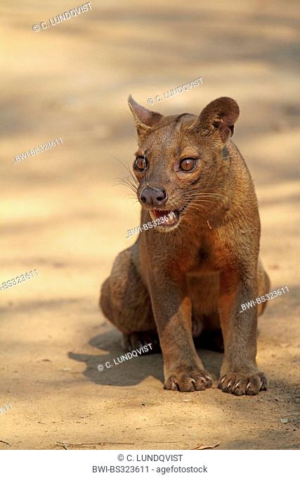 spotted Malagasy civet, spotted fanaloka, spotted fanalouc (Fossa fossana), female sitting on forest floor and panting, Madagascar, Toliara, Kirindy Forest