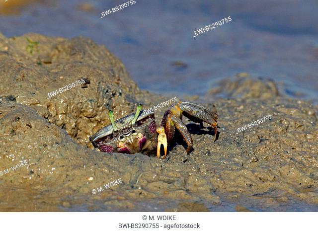 Moroccan fiddler crab, European Fiddler Crab (Uca tangeri), female on the beach, Spain, Sanlucar de Barrameda