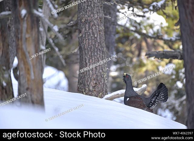 Western capercaillie (Tetrao urogallus) singing in a forest in the Aran Valley in early May (during the breeding season) after a late snowfall (Aran Valley