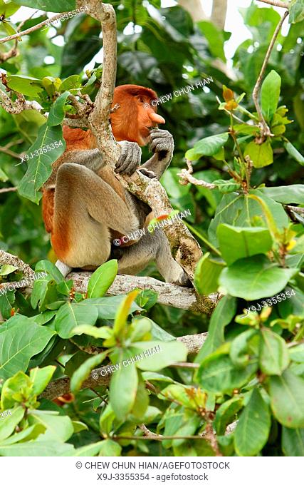 Probosis at Bako National Park, Kuching, Sarawak, Borneo
