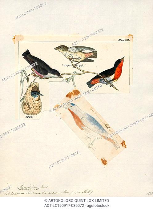 Dicaeum hirundinaceum, Print, The mistletoebird (Dicaeum hirundinaceum), also known as the mistletoe flowerpecker, is a species of flowerpecker native to most...