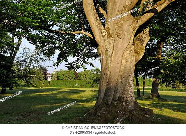 old beech tree in the park of the Chateau de Rambouillet, Department of Yvelines, Ile-de-France region, France, Europe