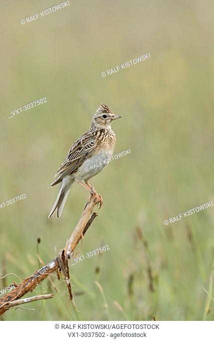 Skylark (Alauda arvensis ) sits on an exposed wooden stick amidst a natural meadow