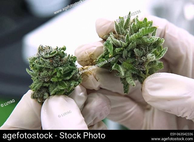 The tips of cannabis inflorescences in cannabis in the hands of a laboratory assistant. Marijuana in the hand