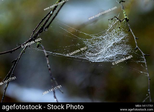a spider web covered with dew drops hangs in the branches, in the forest at totengrund, nature reserve near bispingen, lüneburg heath nature park, germany