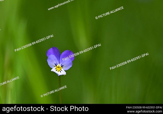 07 May 2023, Brandenburg, Sieversdorf: The wild pansy is also popularly called field violet, mother of God's shoe or girl's eyes